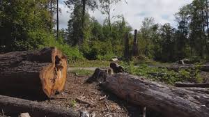Reliable Johnston, SC Tree Care Solutions